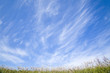 ススキと青空