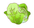 Vector: icon cabbage icon cabbage