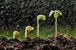 Group of green sprouts with rain.