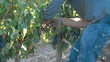 Video: Uvas 14 Uvas 14