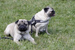 Mops