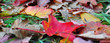 Leaves on the Ground