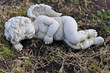 Engel