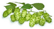 Foto: branch of hop isolated on white branch of hop isolated on white