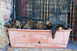 Sleepy cat.
