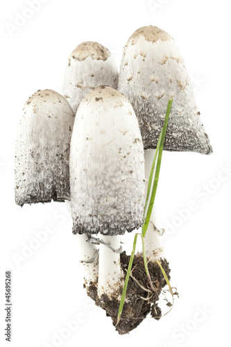 Photo: Coprinus comatus Coprinus comatus