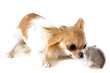 Foto: chihuahua and Djungarian hamster chihuahua and Djungarian hamster