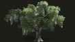 Oak tree with alpha