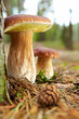boletus mushroom in the moss