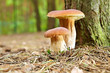 Photo: boletus mushroom in the moss boletus mushroom in the moss
