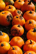Pumpkins