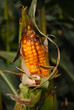 Corn on the Cob