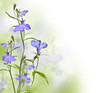 garden flower lobelia