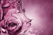 Pink Roses - Background