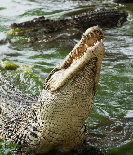 Photo: Mouth and teeth of the Cuban crocodile Mouth and teeth of the Cuban crocodile