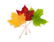 Maple Leaves Maple Leaves