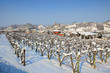 Snowy vineyards. Piedmont, Italy.