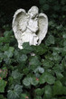 Foto: Kleiner Grabengel Kleiner Grabengel