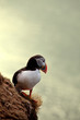 Puffin
