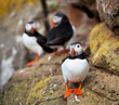 Puffin
