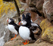 Puffin