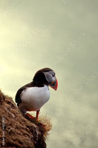 Photo: Puffin Puffin