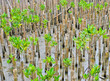 Enviorment-friendly with mangrove plantation