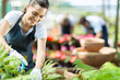 beautiful female nursery worker working in greenhouse