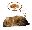 Studio portrait of a admirable puppy