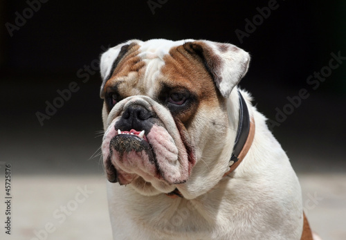 Photo: Ugly dog Ugly dog