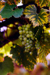 00339 - Grapes on the vine