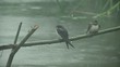 Sparrows
