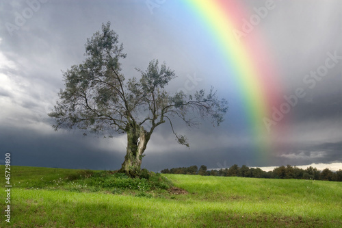 Photo: Rainbow over a Lonely olive tree Rainbow over a Lonely olive tree