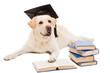 Foto: labrador retriever reading books on isolated white labrador retriever reading books on isolated white