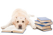 labrador retriever with glasses reading books on  isolated white