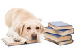 Foto: labrador retriever reading books on isolated white labrador retriever reading books on isolated white