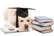 labrador retriever reading books on  isolated white