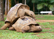 Foto: two turtles sympathizing each other two turtles sympathizing each other
