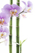orchidea con bambù