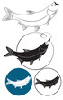 chub fish