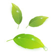 Leaves-