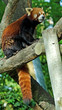 Red Panda