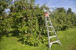 Apple Orchard