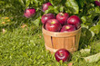 Apple Orchard