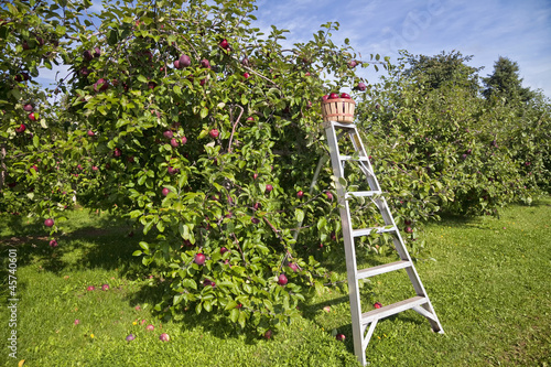 Photo: Apple Orchard Apple Orchard