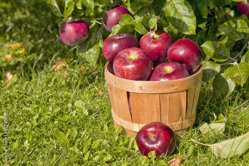 Photo: Apple Orchard Apple Orchard