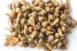 Photo: grape seeds on white background macro closeup grape seeds on white background macro closeup