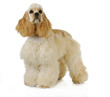 cute puppy