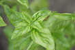basil in garden-bed top view