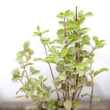 majoram (oregano) on white background in garden-bed